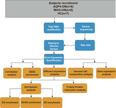 Different immunological mechanisms between AQP4 antibody-positive and MOG antibody-positive optic neuritis based on RNA sequencing analysis of whole blood